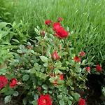 Szabadido Vendeghaz 아파트