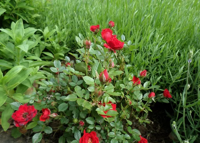 Szabadidő Appartamento